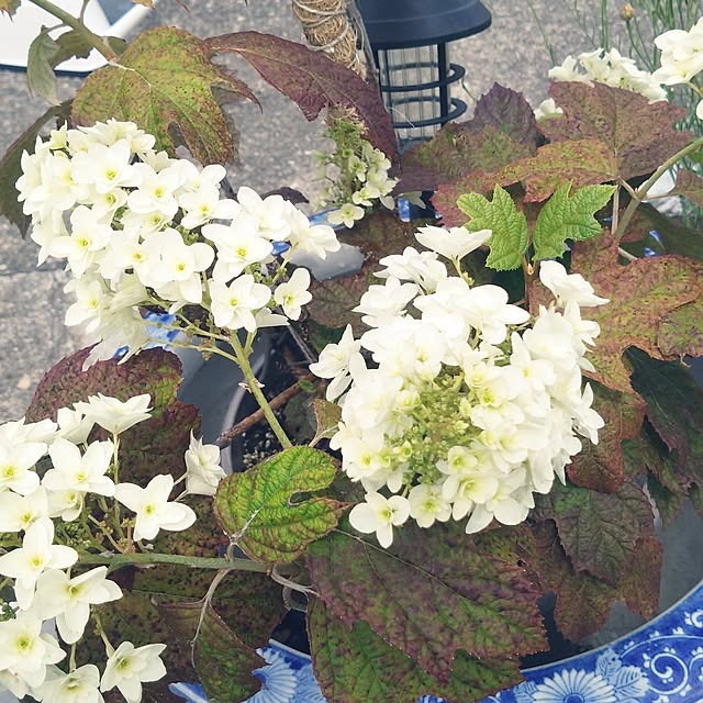 MIPORINNさんの部屋