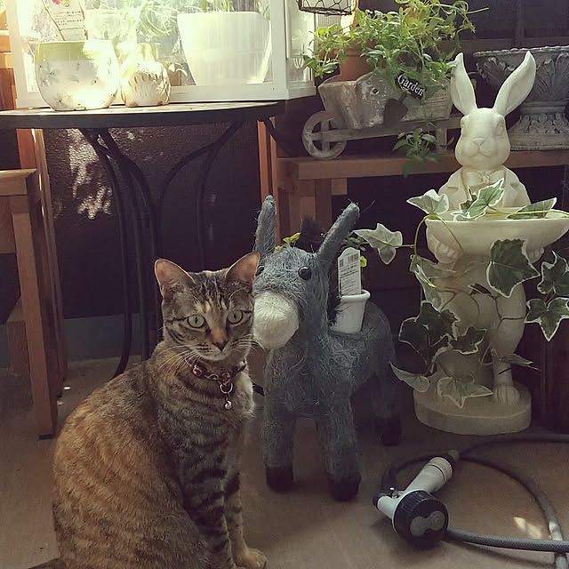 kogekogeさんの実例写真