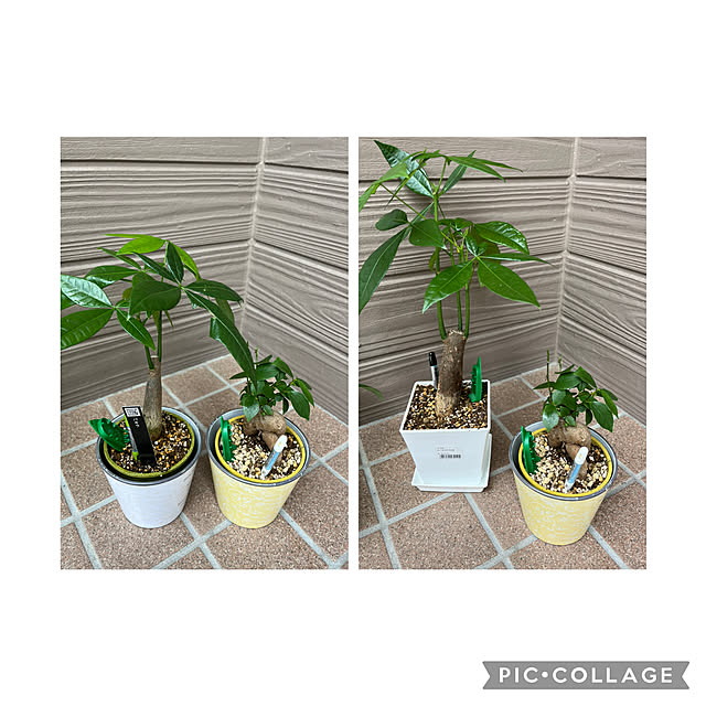 mogumoguさんの部屋