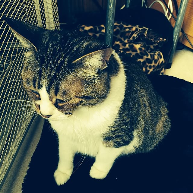 kattsuさんの実例写真