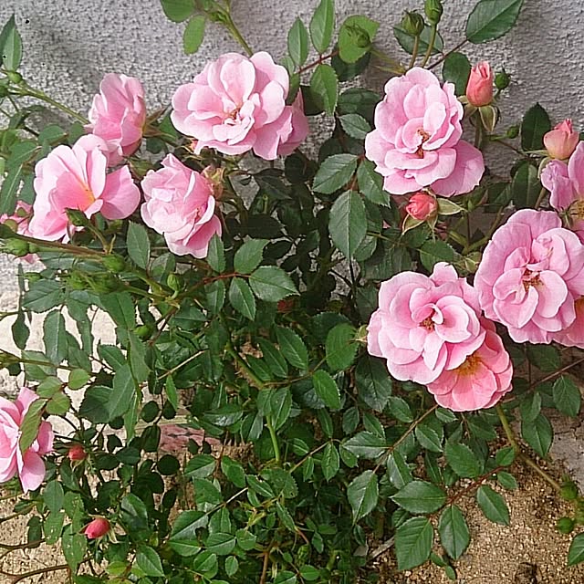 kaoringoさんの実例写真