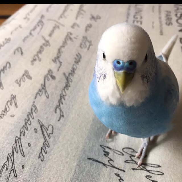 toratanさんの実例写真