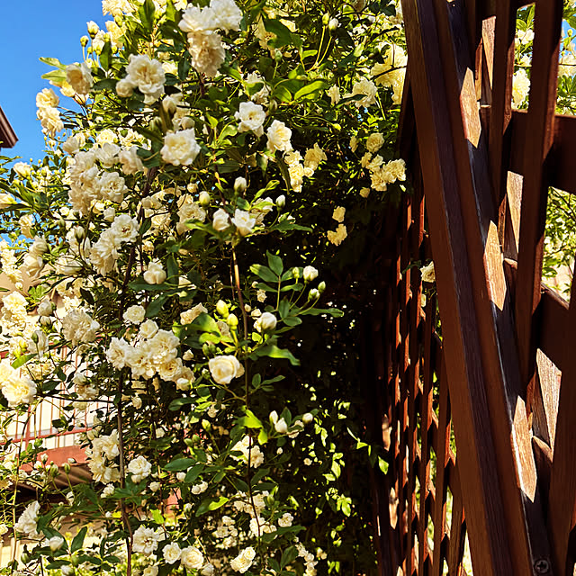 naokoさんの部屋