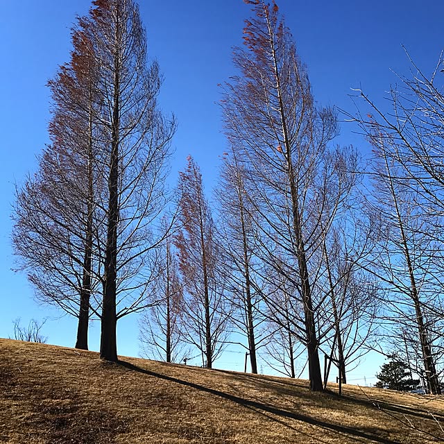 xigyanさんの実例写真