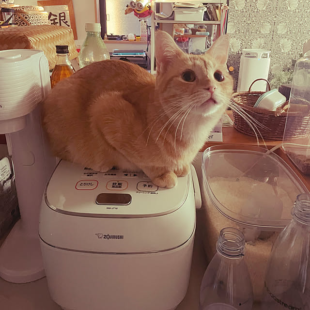 okogeさんの実例写真