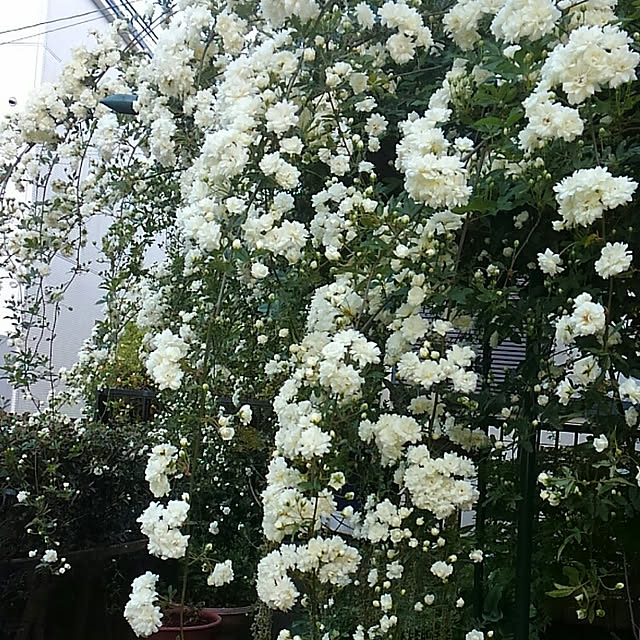 kOtetukun520.ma-chanさんの実例写真