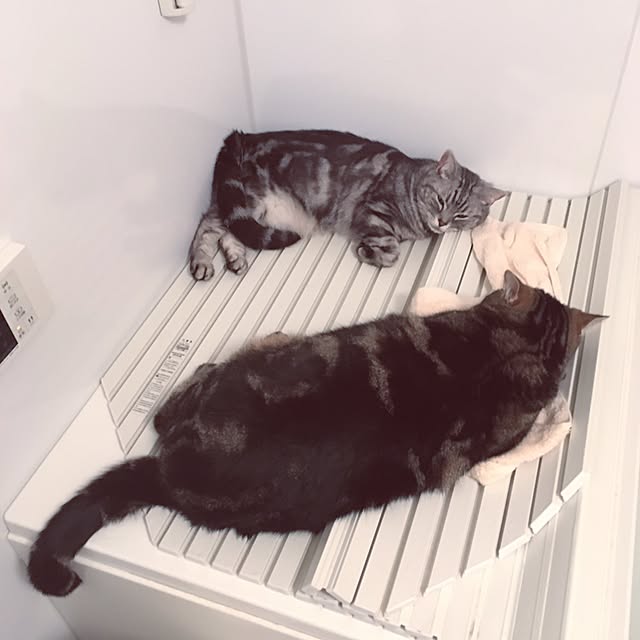 mikomaruさんの実例写真