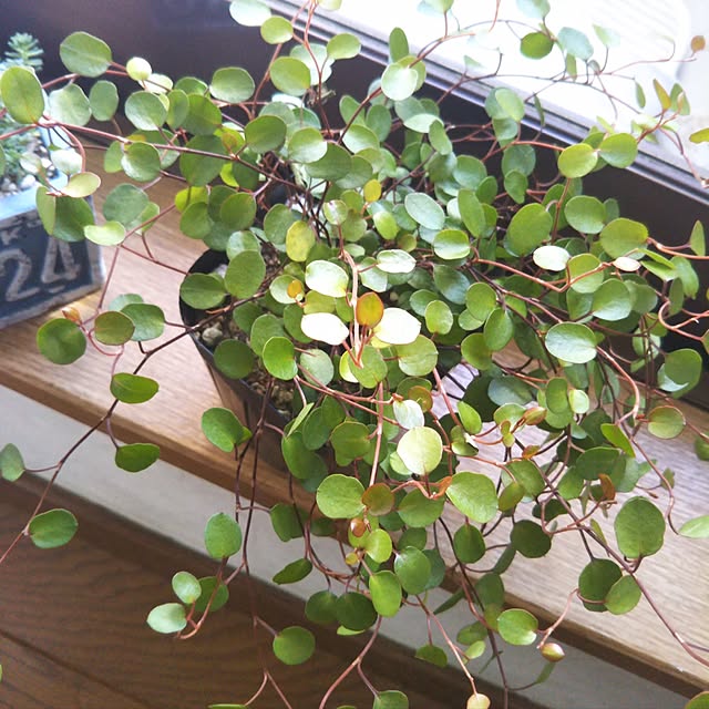 yukiyukiさんの実例写真