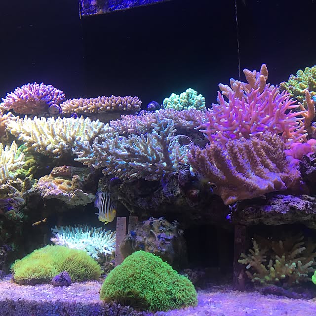aquarium_seaさんの実例写真