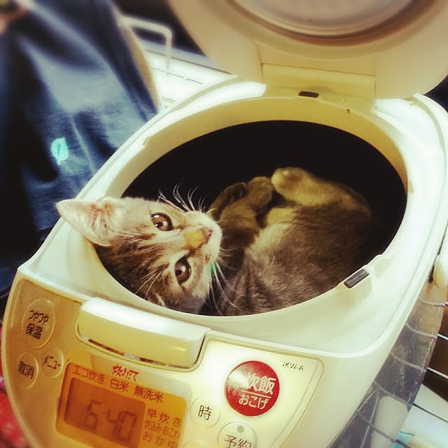 oyumiさんの実例写真