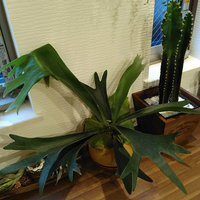 koto.ohanaさんの実例写真