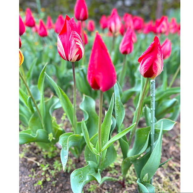 mamyuさんの部屋