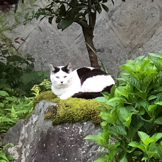 uninekoさんの実例写真