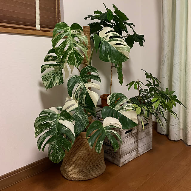 nicoさんの実例写真