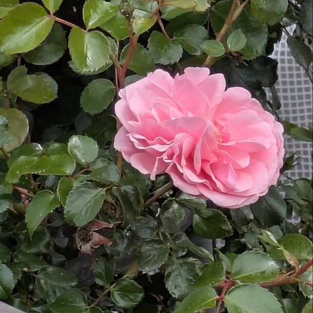 minnieさんの部屋