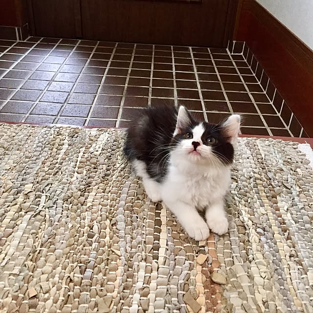 butachanさんの実例写真