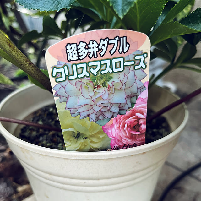 yukarin-gardenさんの部屋