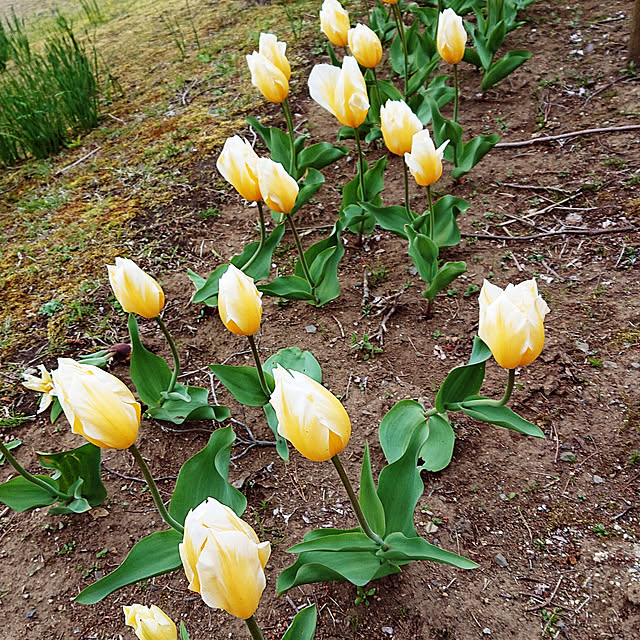 kyonさんの実例写真