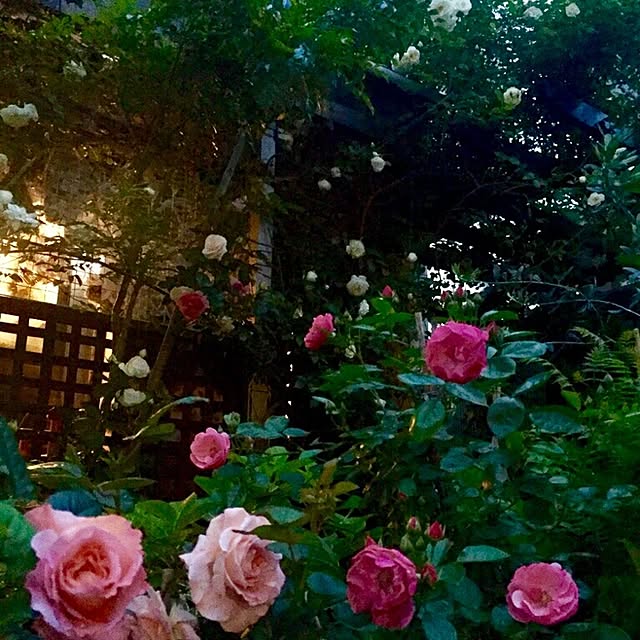 butachanさんの実例写真
