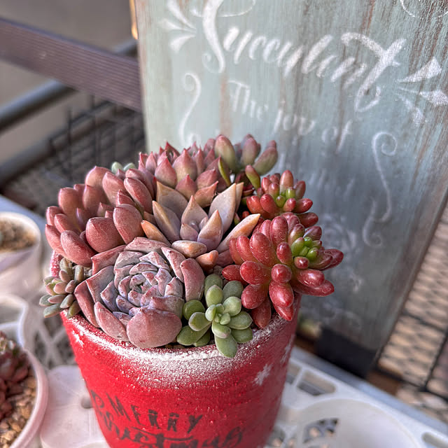 mikanさんの実例写真