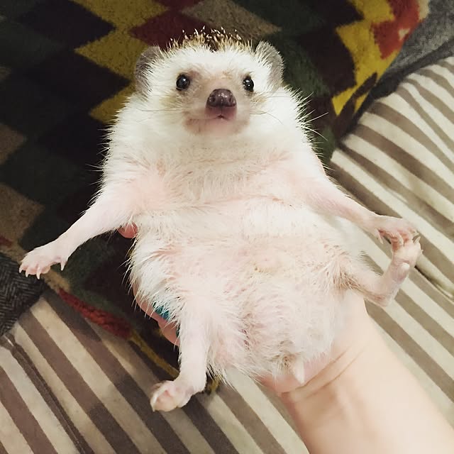 yu_kiさんの実例写真