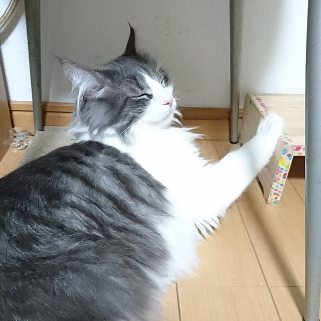 shinobuさんの実例写真