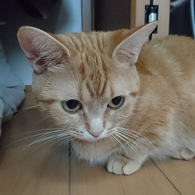 shinobuさんの実例写真