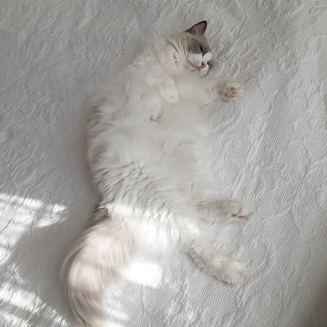 yuchiさんの実例写真