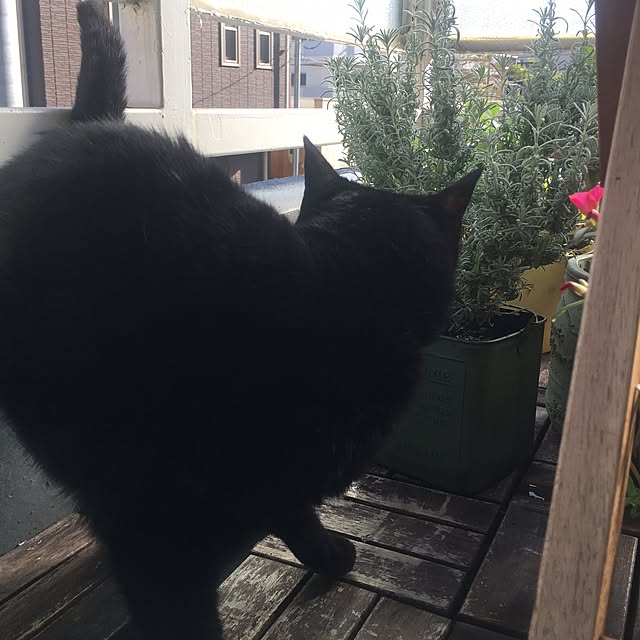 cocco0505さんの実例写真