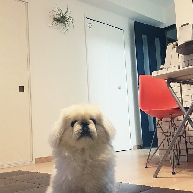 yukagomaさんの実例写真
