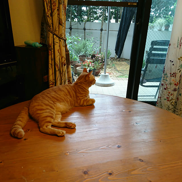 okyosan101さんの実例写真