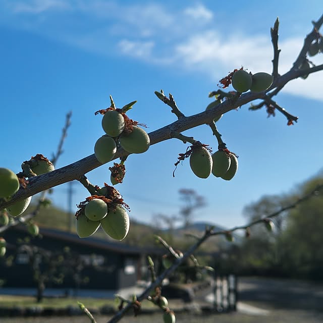 Rubiconさんの部屋