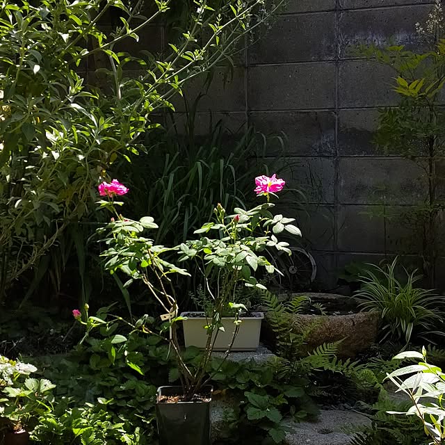 faunさんの部屋