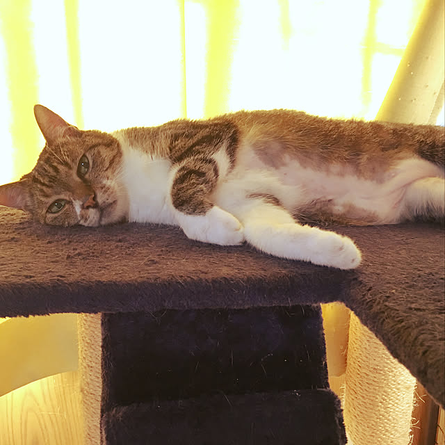 brbrnknkさんの実例写真