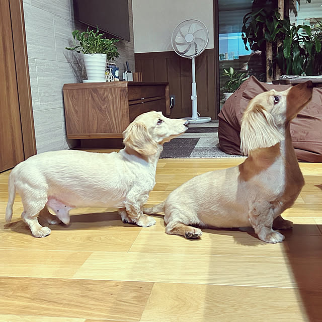 ponponcooさんの実例写真