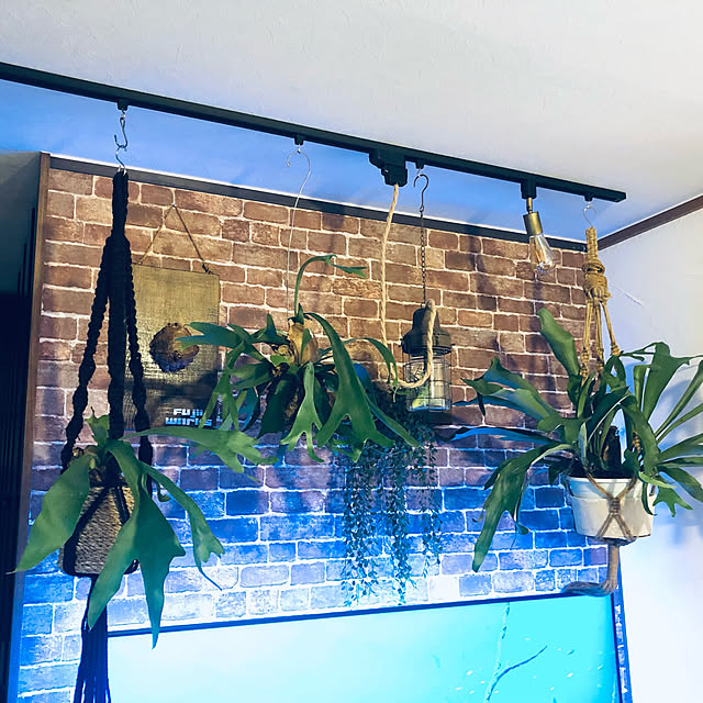 piropitaさんの実例写真