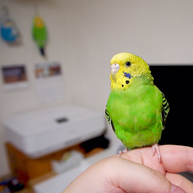 shirokinaさんの実例写真