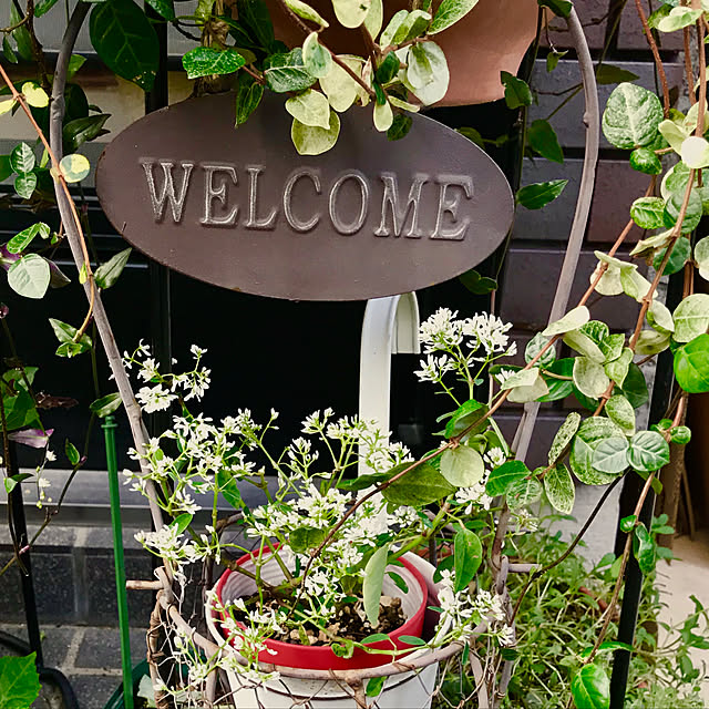 玄関/入り口/玄関の前の植物/花と緑のある暮らし/ガーデニングの花/お花大好き♡...などのインテリア実例 - 2018-10-20 07:52:28