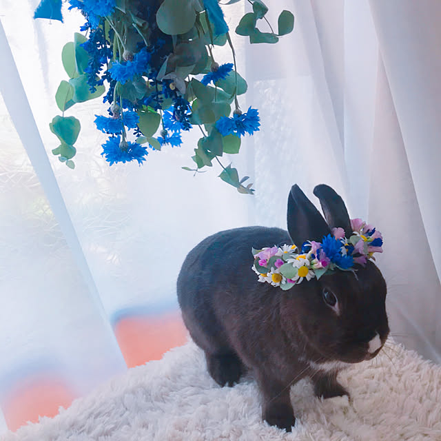 portulacaさんの実例写真