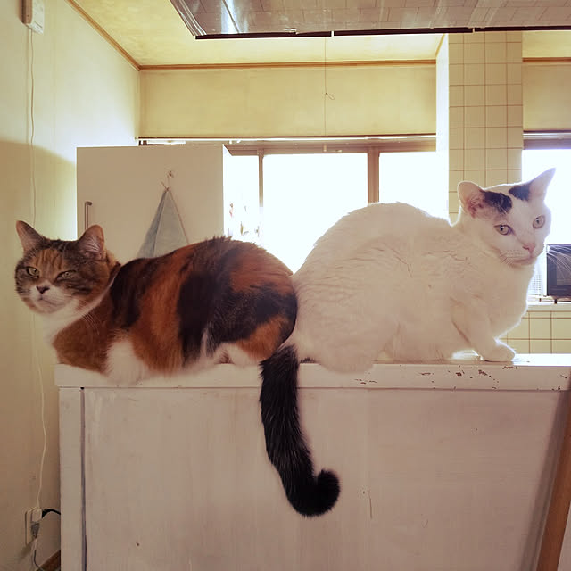 yukieさんの実例写真