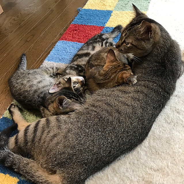 pepeさんの実例写真