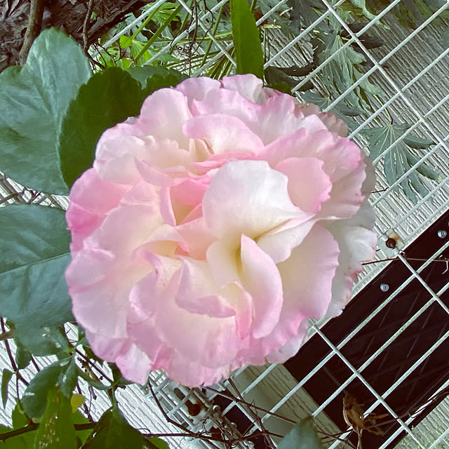 kaochanさんの実例写真