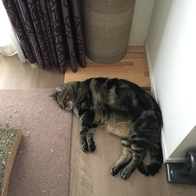 mikomaruさんの実例写真
