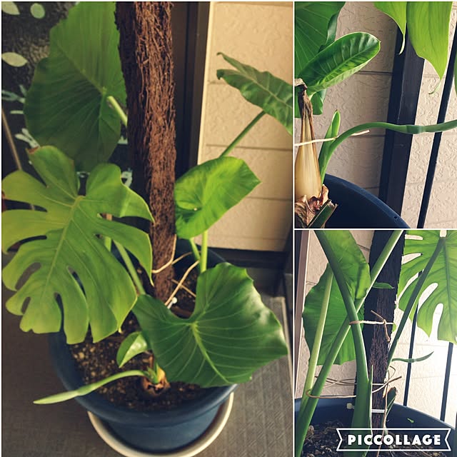 aimiさんの実例写真