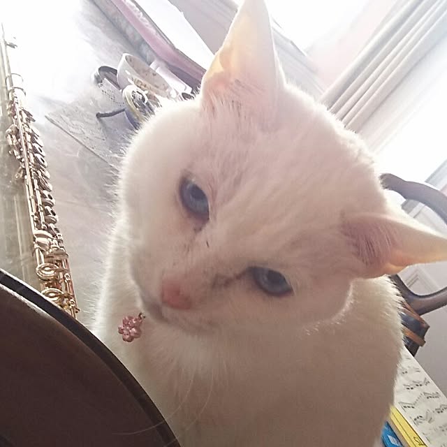 sakuraさんの実例写真