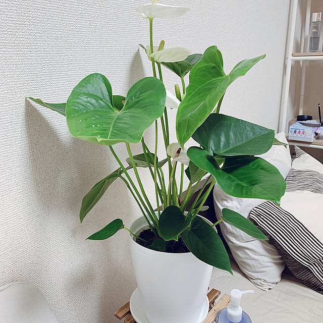 Phucさんの実例写真