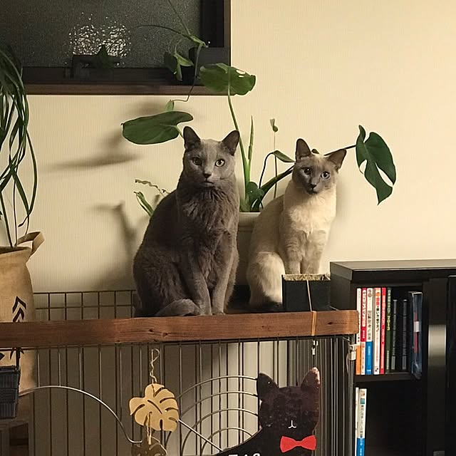 poiさんの実例写真