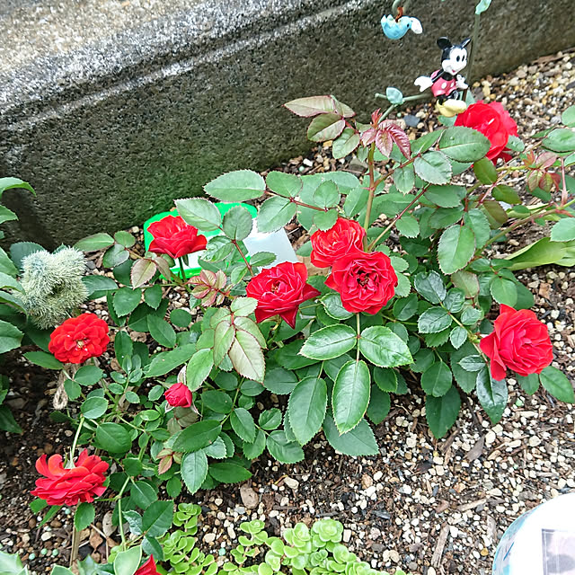 sbhさんの実例写真