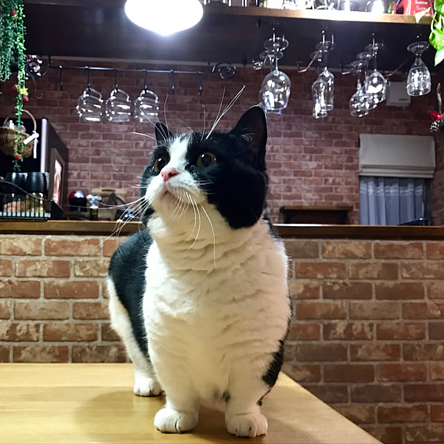 butachanさんの実例写真