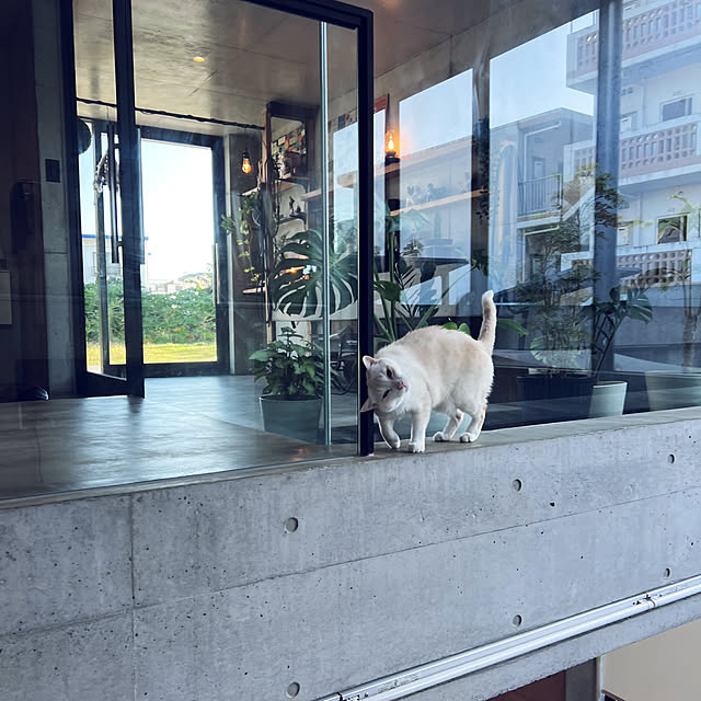 mashさんの実例写真